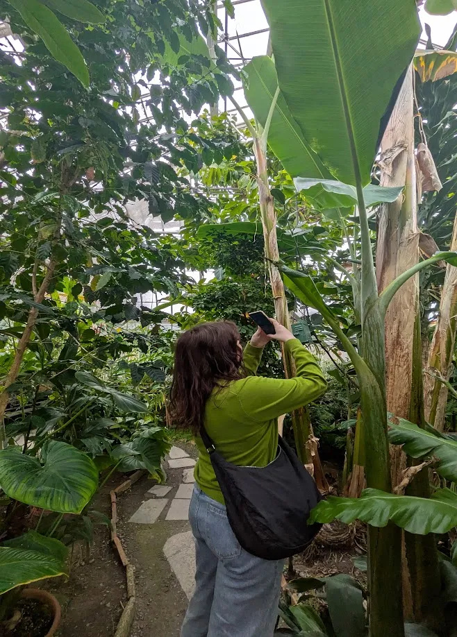 Taking a photo of a plant at the arboretum